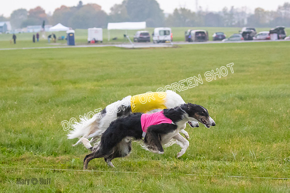 Prelim, Open 1, Bashert-Billy-6481