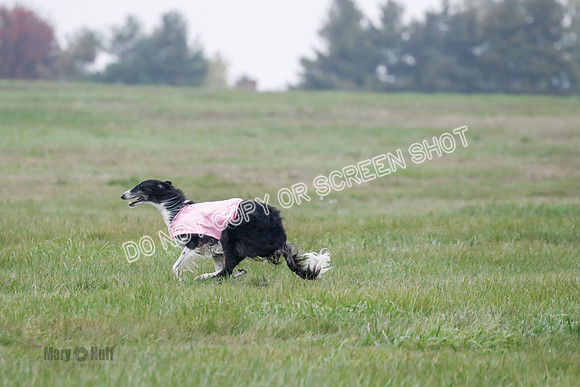 Final, Open 2, Bashert-Dash-8399