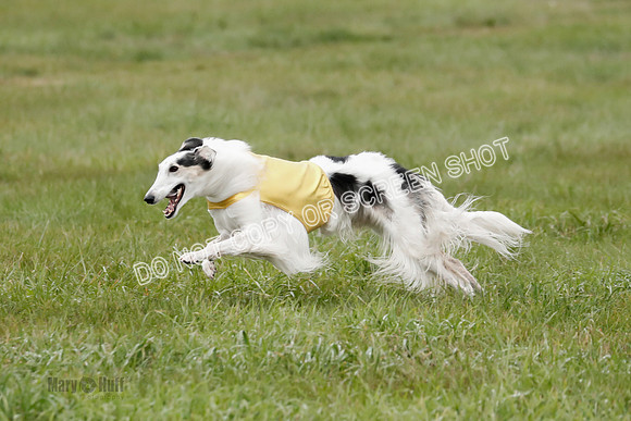 Final, Open 2, Bashert-Dash-8378
