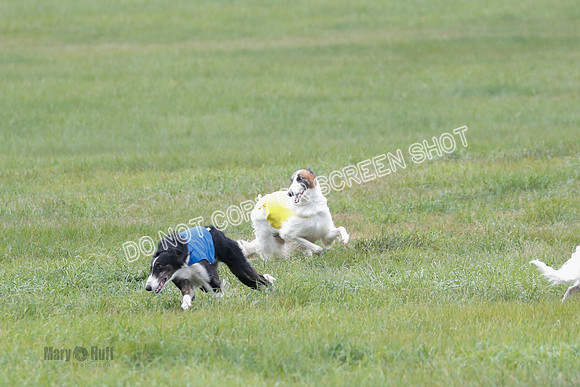 Borzoi, Run-Offs-BOB-9515
