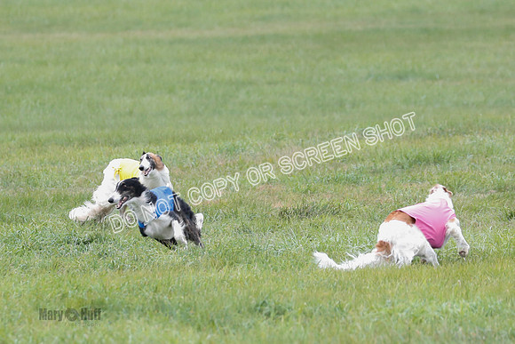 Borzoi, Run-Offs-BOB-9513