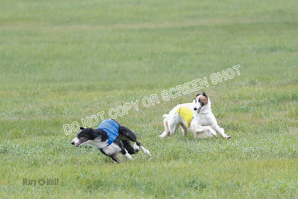Borzoi, Run-Offs-BOB-9516