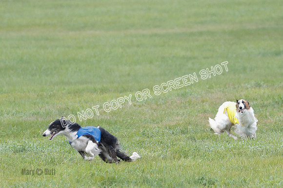 Borzoi, Run-Offs-BOB-9518