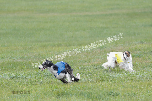 Borzoi, Run-Offs-BOB-9517