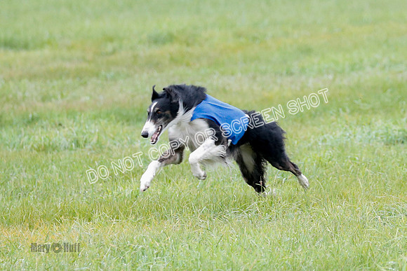 Borzoi, Run-Offs-BOB-9521