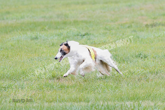 Borzoi, Run-Offs-BOB-9523