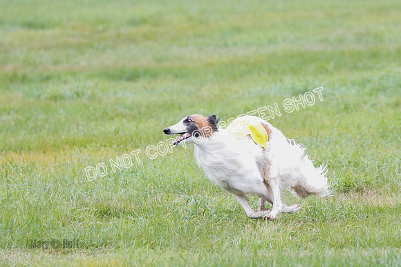 Borzoi, Run-Offs-BOB-9526