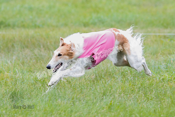 Borzoi, Run-Offs-BOB-9529