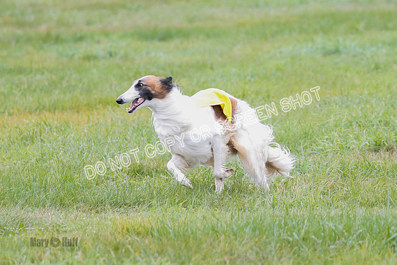 Borzoi, Run-Offs-BOB-9527