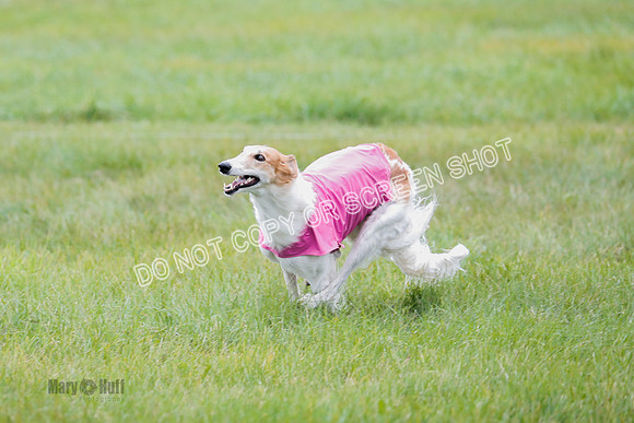 Borzoi, Run-Offs-BOB-9531