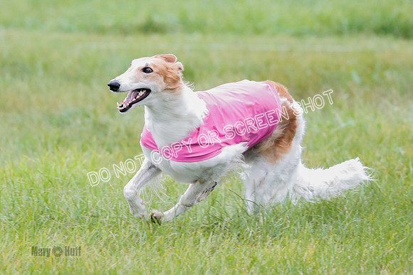 Borzoi, Run-Offs-BOB-9532