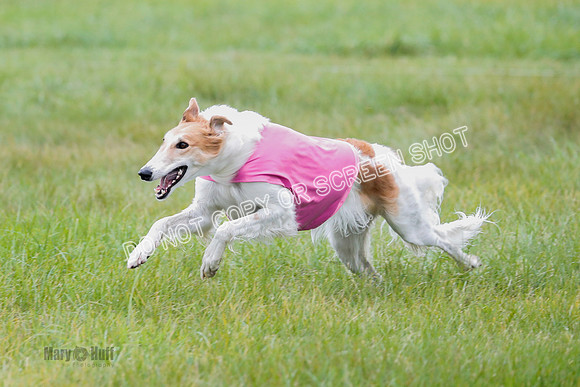 Borzoi, Run-Offs-BOB-9533