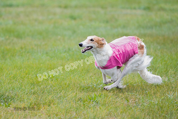 Borzoi, Run-Offs-BOB-9536