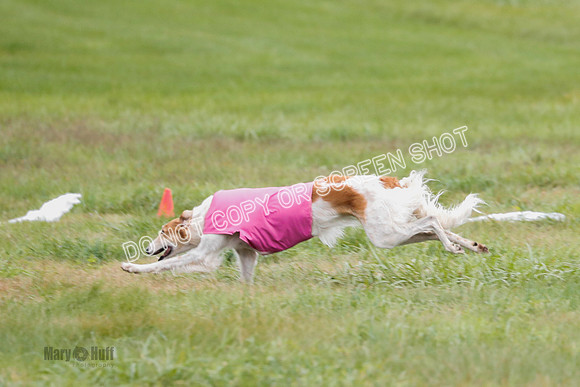 Borzoi, Run-Offs-BOB-9537