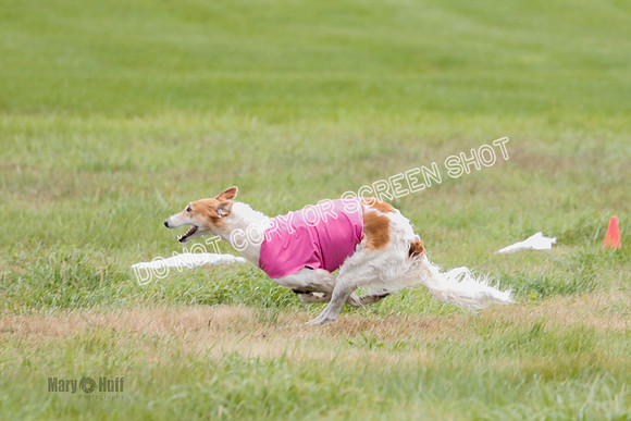 Borzoi, Run-Offs-BOB-9539