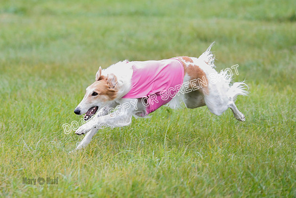 Borzoi, Run-Offs-BOB-9534