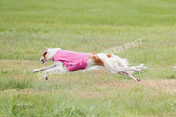 Borzoi, Run-Offs-BOB-9541