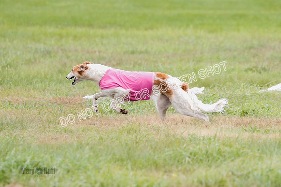Borzoi, Run-Offs-BOB-9540
