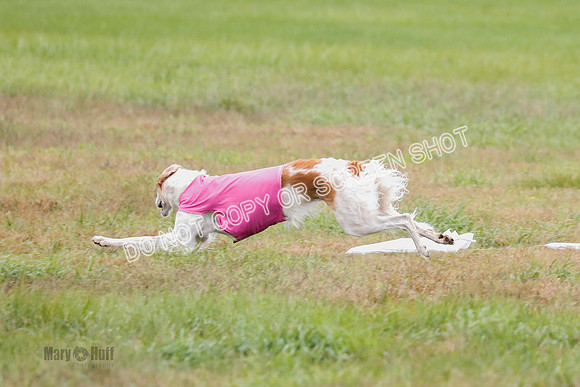 Borzoi, Run-Offs-BOB-9544