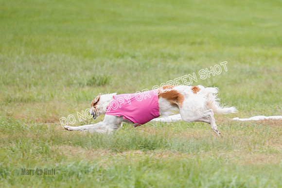 Borzoi, Run-Offs-BOB-9542