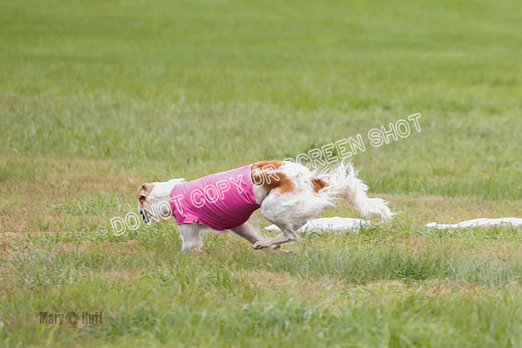 Borzoi, Run-Offs-BOB-9543