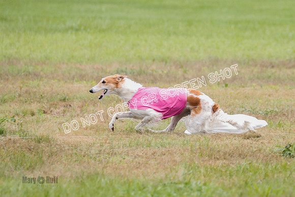 Borzoi, Run-Offs-BOB-9546