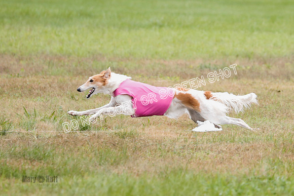 Borzoi, Run-Offs-BOB-9547