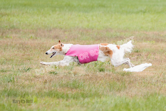 Borzoi, Run-Offs-BOB-9548