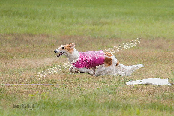 Borzoi, Run-Offs-BOB-9550