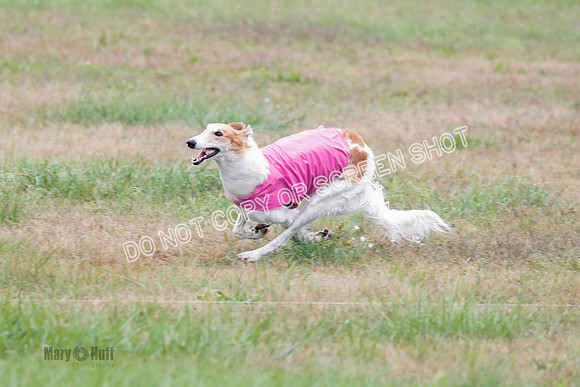 Borzoi, Run-Offs-BOB-9555