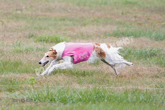 Borzoi, Run-Offs-BOB-9557