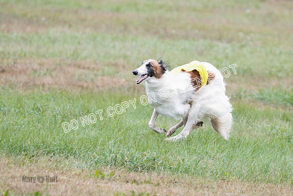 Borzoi, Run-Offs-BOB-9559