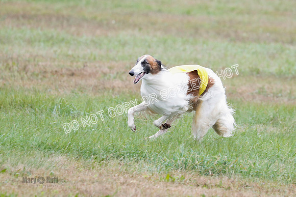 Borzoi, Run-Offs-BOB-9560