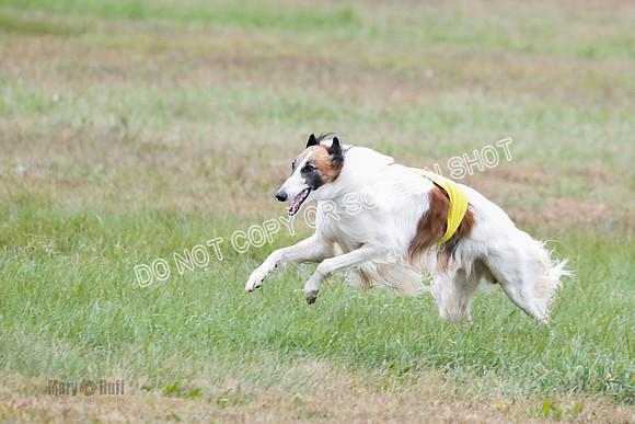 Borzoi, Run-Offs-BOB-9561