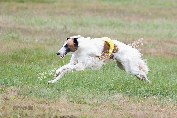 Borzoi, Run-Offs-BOB-9562
