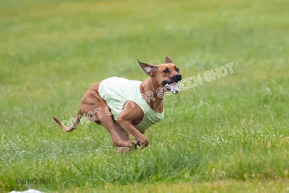 Prelim, Open 1, Wick-Fia-Wallie Woo-6854
