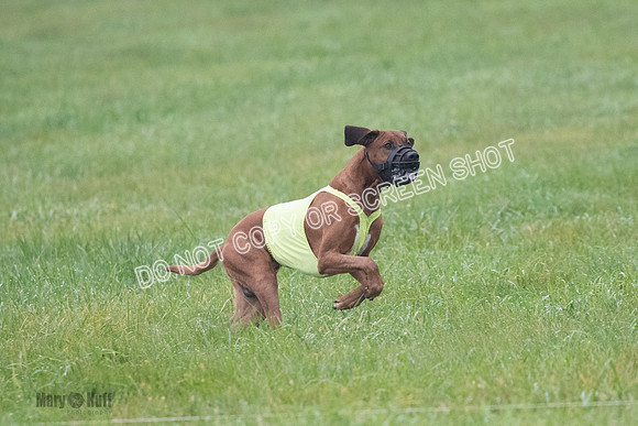 Prelim, Specials 2, Reilly-Scrappy Coco- Asa-7077