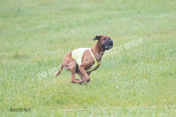 Prelim, Specials 2, Reilly-Scrappy Coco- Asa-7076