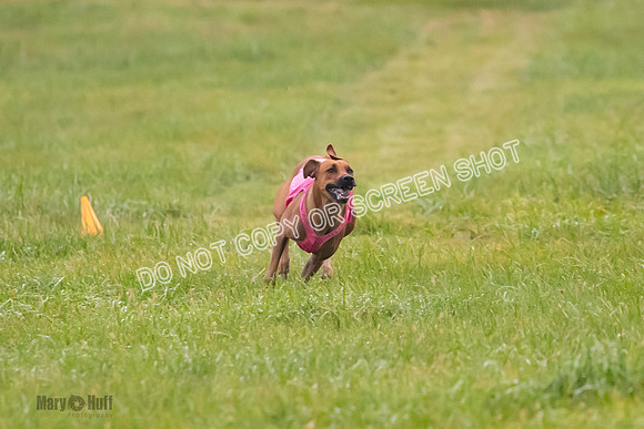 Prelim, Open 1, Wick-Fia-Wallie Woo-6841