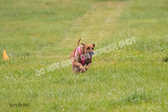 Prelim, Open 1, Wick-Fia-Wallie Woo-6843