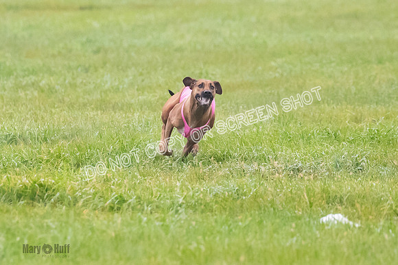 Prelim, Specials 2, Reilly-Scrappy Coco- Asa-7060