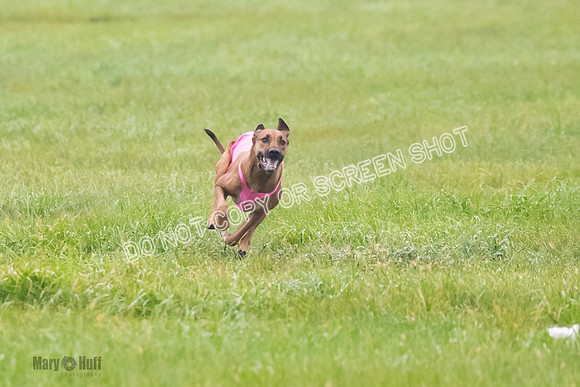 Prelim, Specials 2, Reilly-Scrappy Coco- Asa-7061