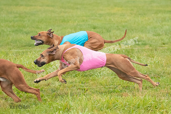 Prelim, Specials 2, Reilly-Scrappy Coco- Asa-7049