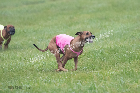 Prelim, Specials 2, Reilly-Scrappy Coco- Asa-7071
