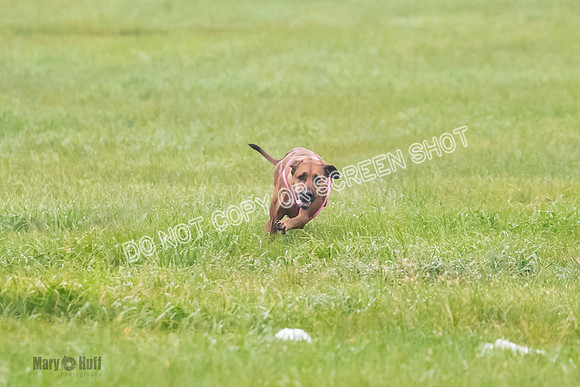 Prelim, Specials 2, Reilly-Scrappy Coco- Asa-7058