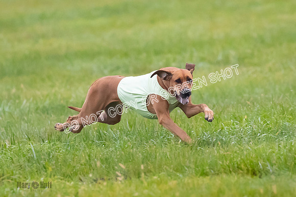 Prelim, Open 1, Wick-Fia-Wallie Woo-6851