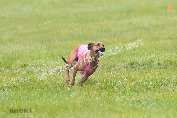 Prelim, Specials 2, Reilly-Scrappy Coco- Asa-7066