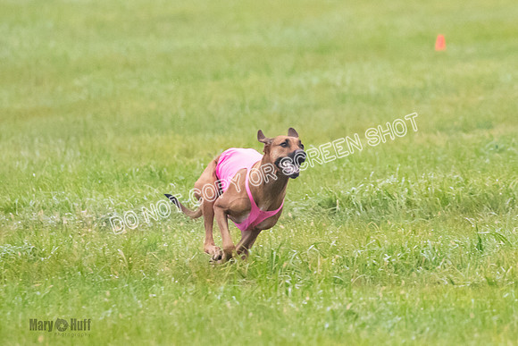 Prelim, Specials 2, Reilly-Scrappy Coco- Asa-7067