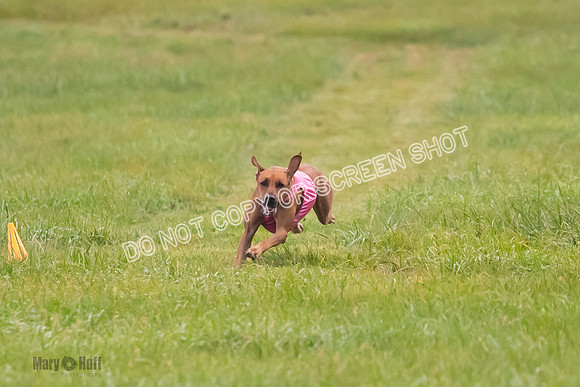 Prelim, Open 1, Wick-Fia-Wallie Woo-6834