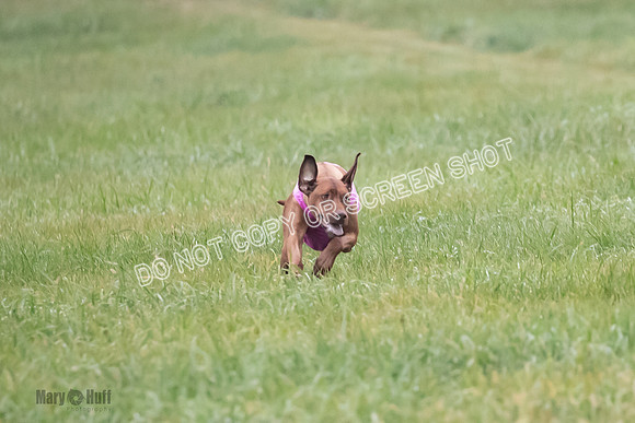 Prelim, Specials 1, Zayin-Apple Pie-Jinx-6929